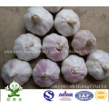 Ajo Blanco Normal Fresco Jinxiang Hongsheng Garlic Product Company